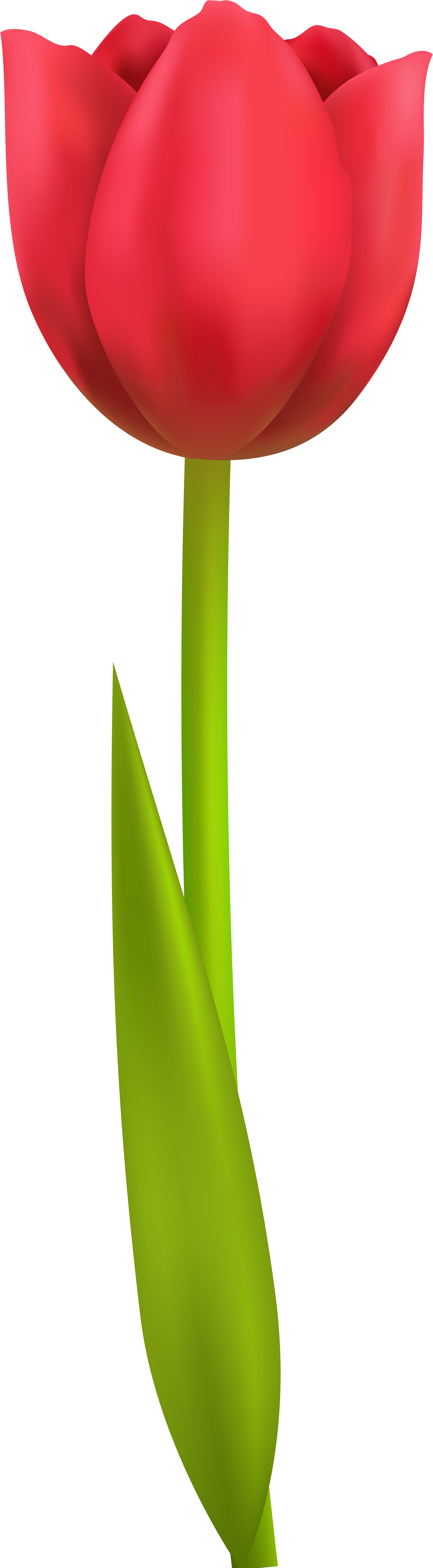 Tulip Png Transparent Clip Art Image - Tulip Clipart Png (2576x8000), Png Download