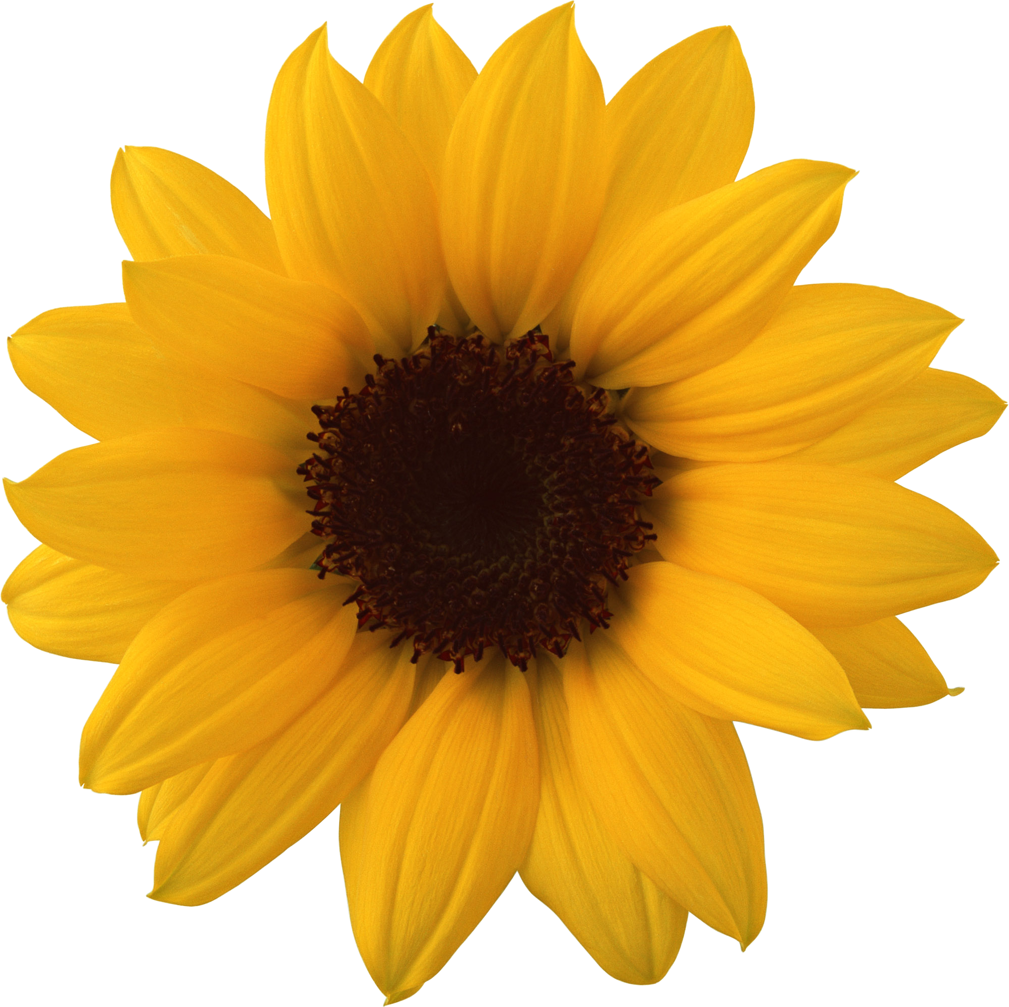 Sunflower Png (2003x1999), Png Download
