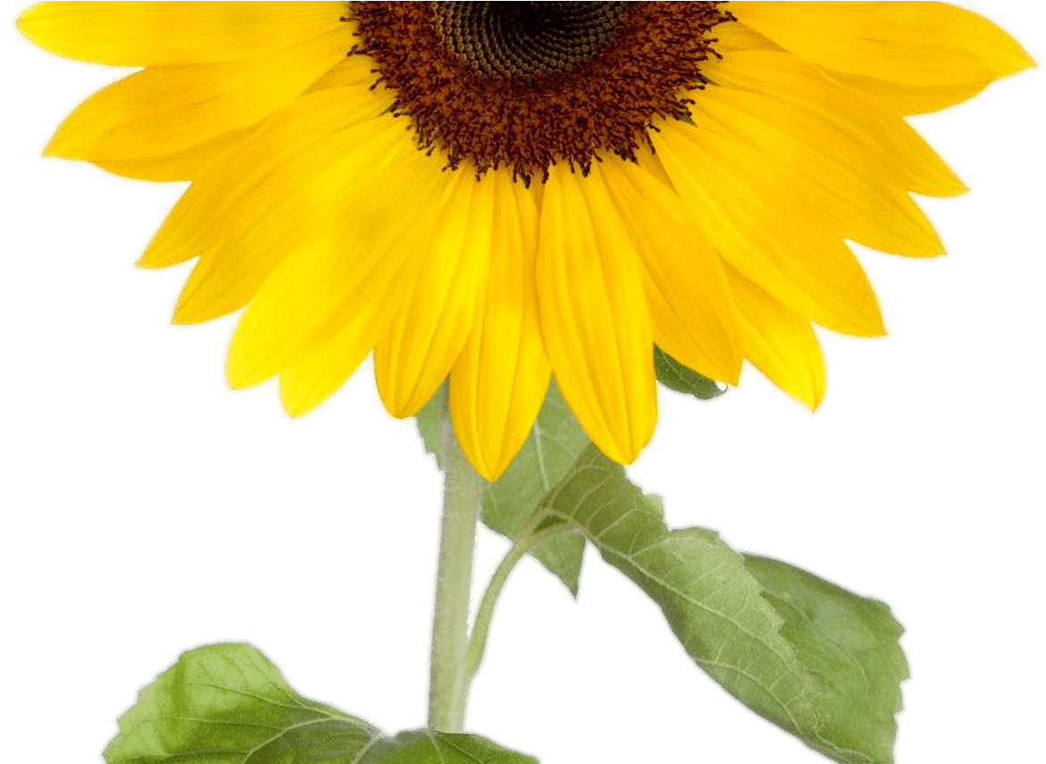 Sunflower Clipart Png Clipartxtras - 4 Sunflower Clipart (1368x855), Png Download