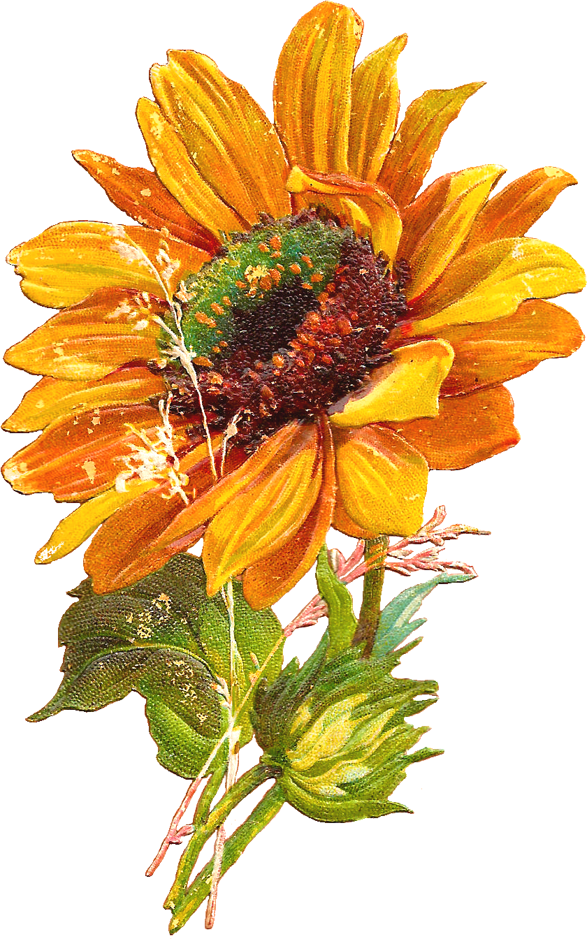 Http - //4 - Bp - Blogspot - Ucv4/s1600/sun Flower - Sunflower Clipart (1064x1570), Png Download