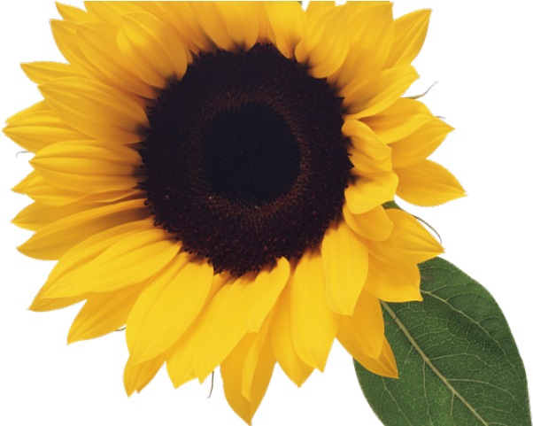 Free Sunflower Clipart - Transparent Background Sunflower Clipart (640x480), Png Download
