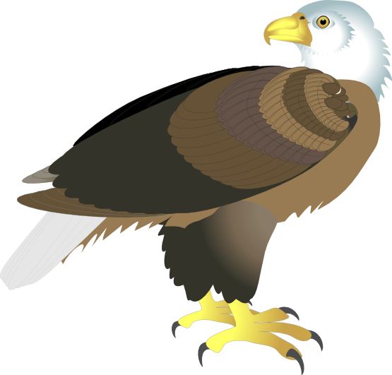 Eagle Clipart Side View - Bold Bald Eagle Mug (555x531), Png Download