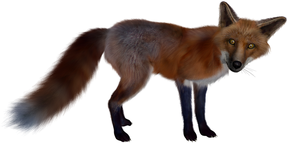 Fox Clipart Dhole - Fox (850x479), Png Download