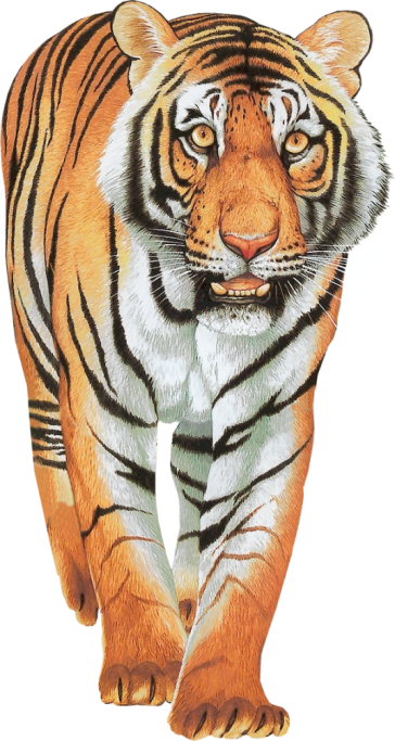 Tiger Clipart Png - Tiger Walking Images Png (364x683), Png Download