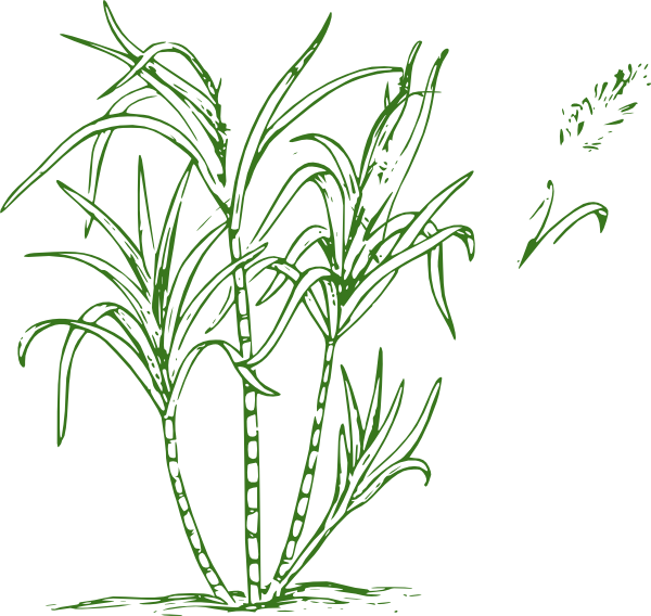 Sugar Cane Clip Art (600x568), Png Download