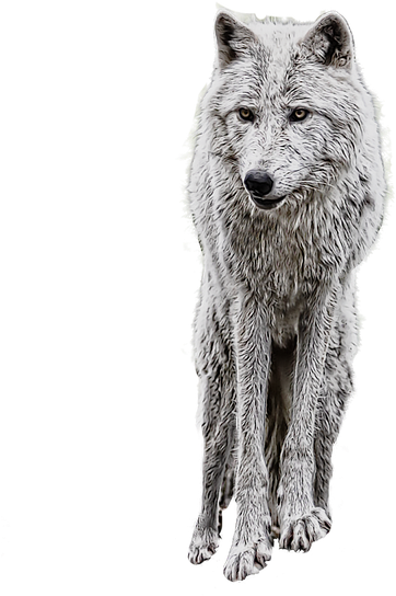 Wolf Png Clipart - Manipulation Background Png Download (480x720), Png Download