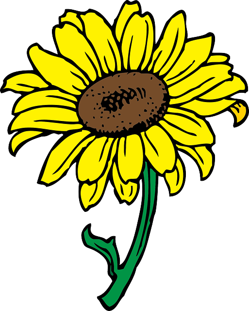 Black, Outline, Yellow, Drawing, Sun, Flower, White - Sunflower Clip Art (513x640), Png Download