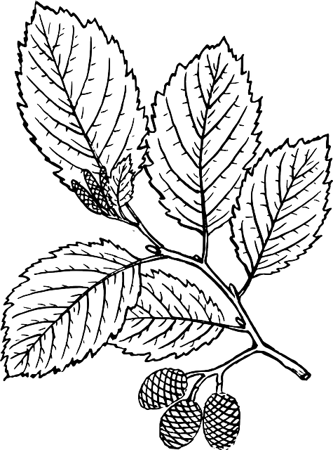 Outline, Leaf, Tree, Branch, Plant, Vine, Leaves, Alder - Red Alder Tree Drawing (475x640), Png Download