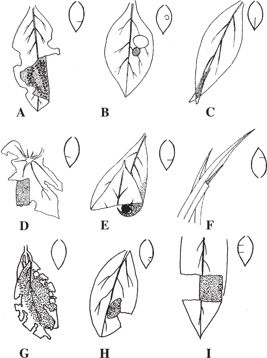 Group Ii, Group I, And Group Iii Shelters - Clamp (850x1149), Png Download