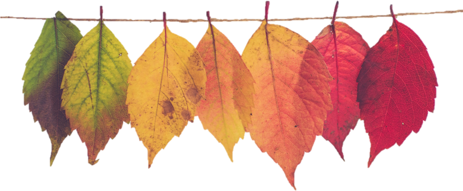 I'm Back Again Love Your Graphics If Any Of These Images - Autumn Leaf Mood Board (1546x672), Png Download
