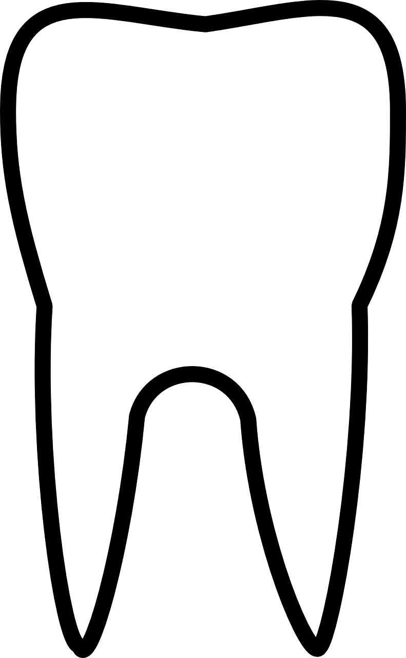 Vector Graphics,free Illustrations - White Tooth Outline Png (791x1280), Png Download