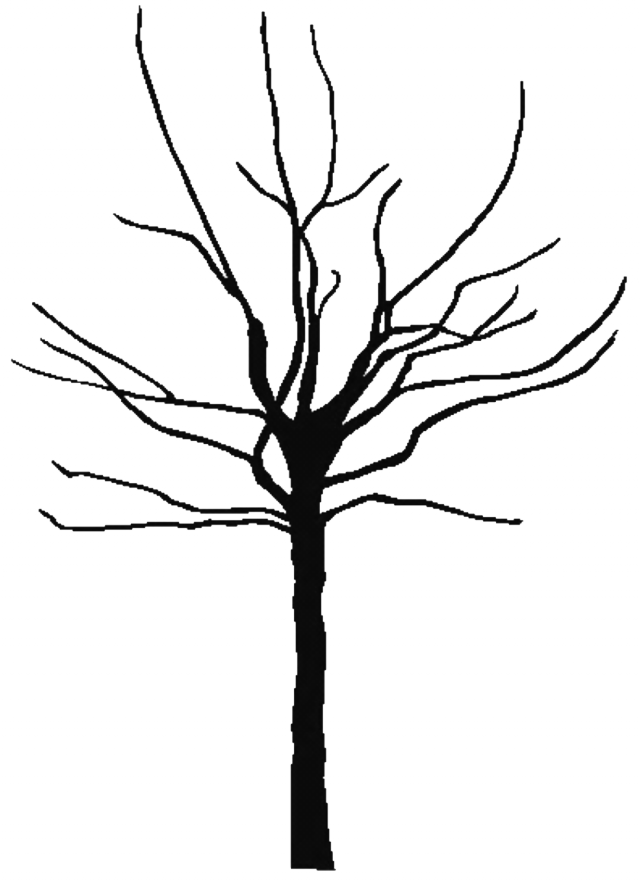 Tree Outline Printable Clipart Best 143849 Free Coloring - Transparent Family Tree Clipart (640x881), Png Download
