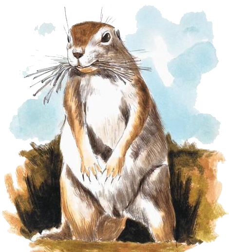 Chipmunk Mole Watercolor Painting Illustration - Drawing (473x560), Png Download