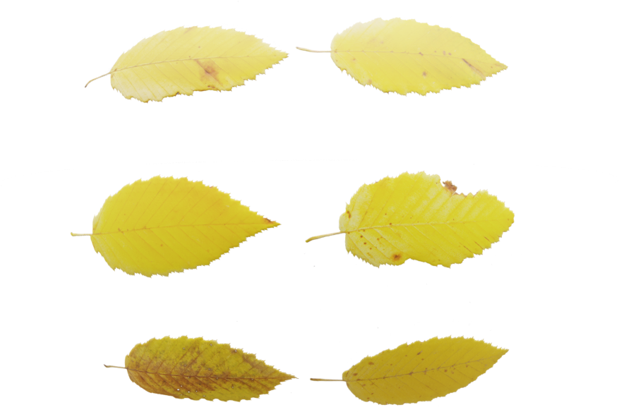 Leaf Set - Lemon (1024x1024), Png Download