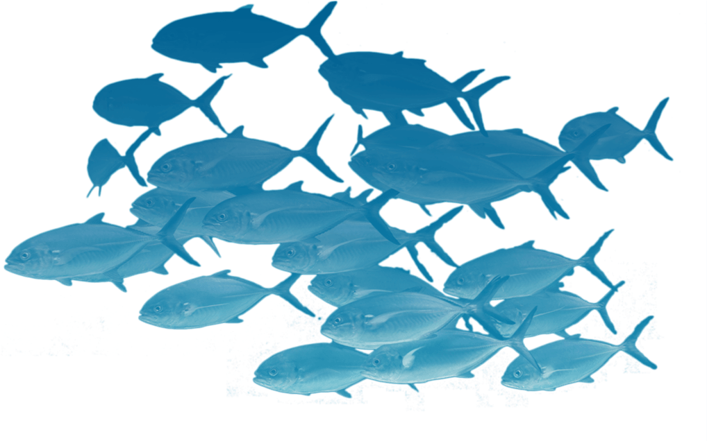Download Transparent School Of Fishes Png School Of Fish Transparent