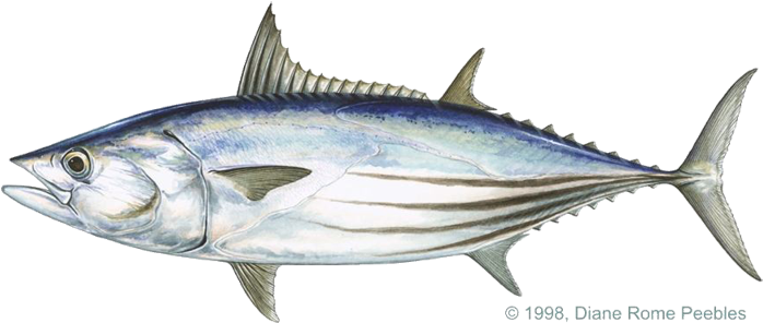 All-tackle World Records - Streamlined Body Of A Fish (720x342), Png Download
