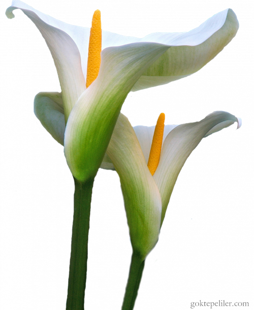 Calla Lily, Png, Burritos, Macro Photography, Flora, - Alcatraz Flor (500x611), Png Download