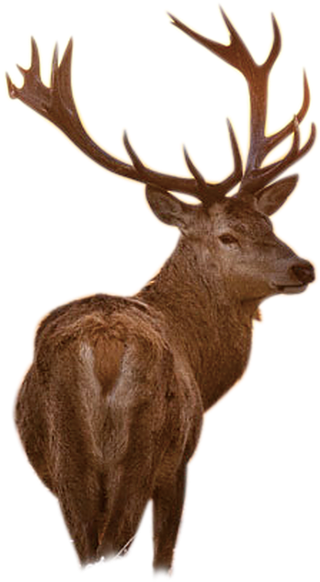 Deer Png Images Graphic Freeuse Library - Like A Deer That Panteth: A Christian Inspirational (575x814), Png Download