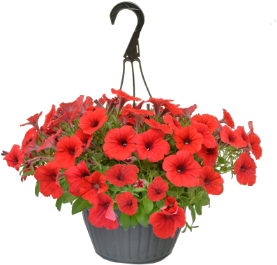 Spring Flowers Ahanging Flowers Png - Hanging Flower Basket Png (432x432), Png Download