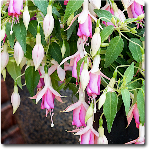 Fuchsia Fairy Lights - Garden (650x650), Png Download