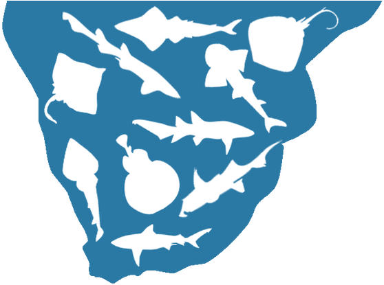 A Complete List Of Southern African Chondrichthyans - Southern Africa (620x461), Png Download