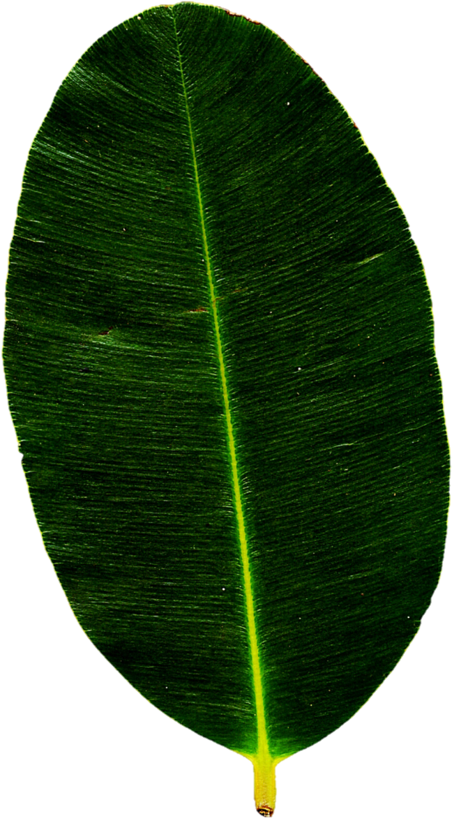 Tropical Green Leaves Png - Bay Laurel (666x1198), Png Download