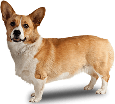 Dog With Transparent Background (400x400), Png Download