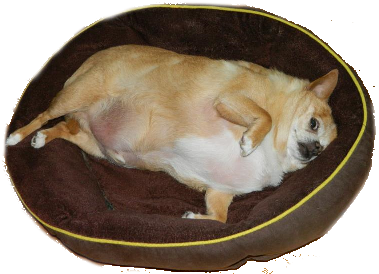 15873290 - Animals Without Neck Meme (776x566), Png Download