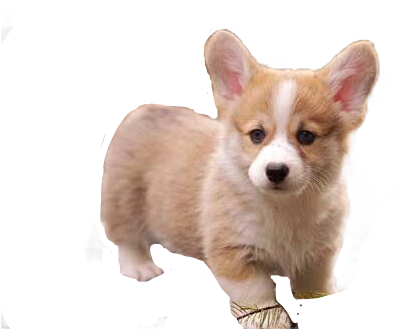 Corgi Puppy Throw Blanket (405x342), Png Download