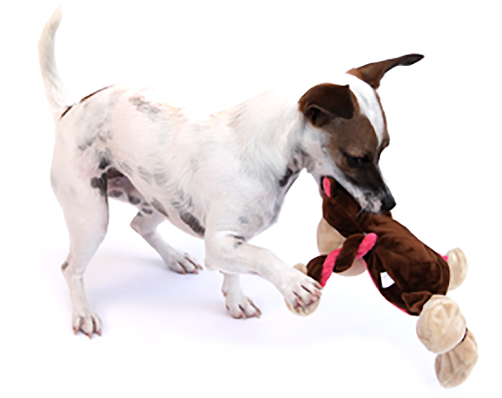 White Dog Bone Png Download - Charming Pet Products 11-inch Pulleez Monkey Plush (1000x792), Png Download