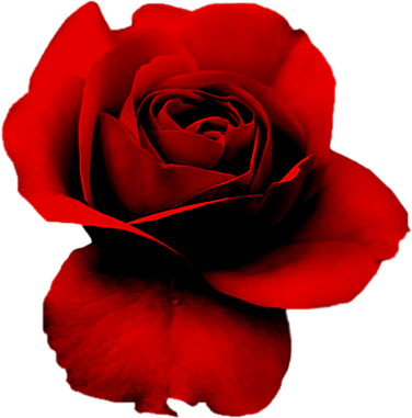 Rosas Png - Red Rose On Black Background (376x381), Png Download