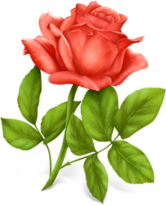 download red roses png clipart picture only roses pinterest best wishes happy married life full size png image pngkit download red roses png clipart picture