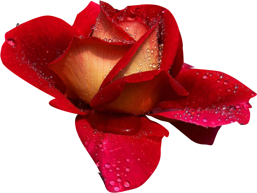Rosas - Buenos Dias Amor Feliz Martes (891x668), Png Download
