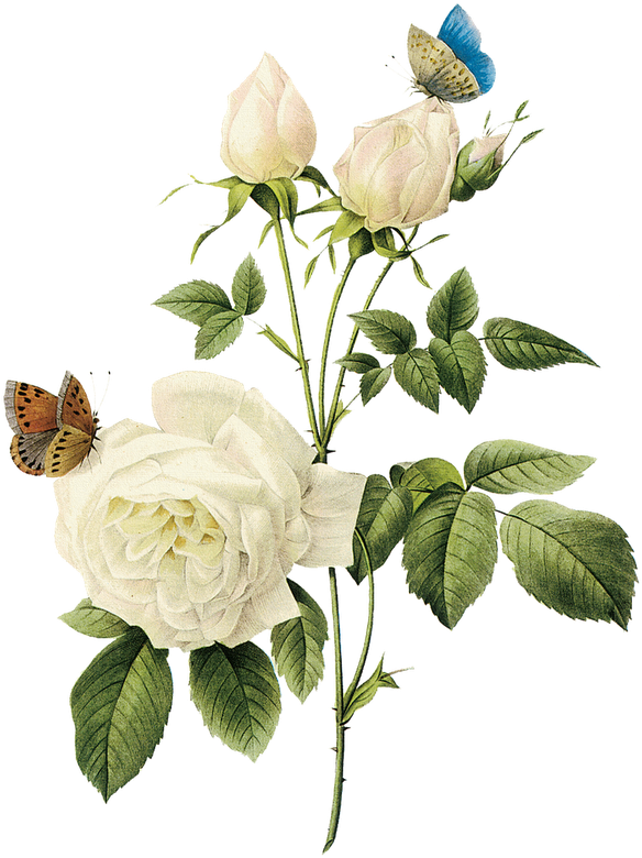 Rosa, Rosa Tan Maravillosa Rosa Blanca - White Vintage Flowers Png (599x800), Png Download