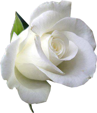 Immagini Di Rose Bianche (360x419), Png Download