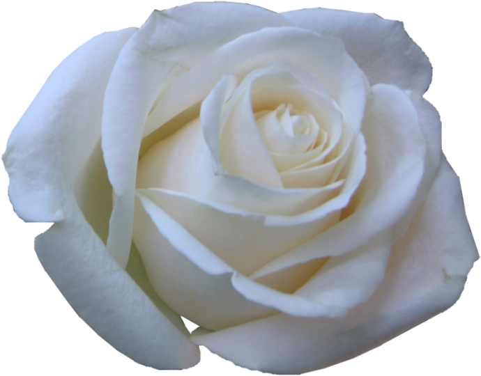 Rosas Blancas - Imagui - Rosas Blancas En Png (700x567), Png Download