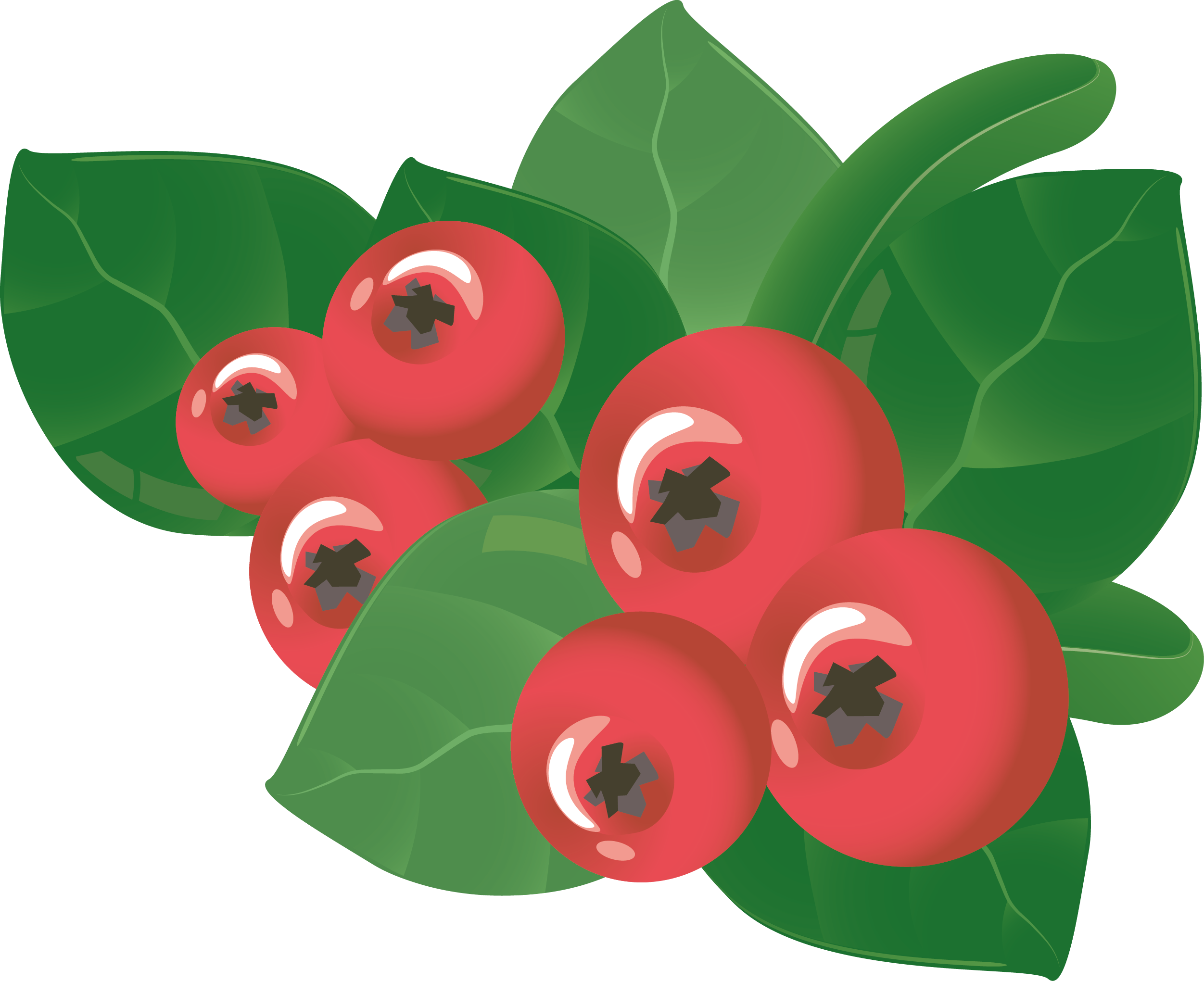Berry Vector Leaf - Clip Art (2503x2040), Png Download