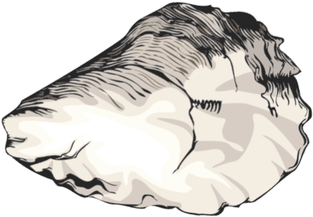 Hard To Find Clip Art Of Crustaceans Shellfish And - Oyster Shell Clip Art (640x479), Png Download