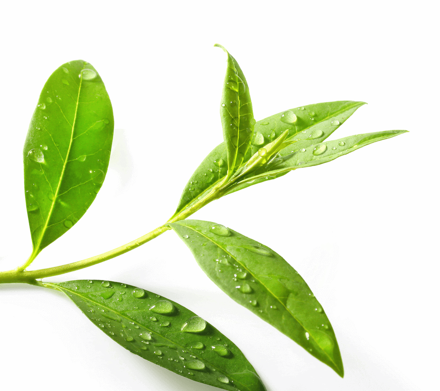 Download Tea Tree Png Clipart Green Tea Tea Tree Oil - Tea Tree Leaf Png (900x800), Png Download