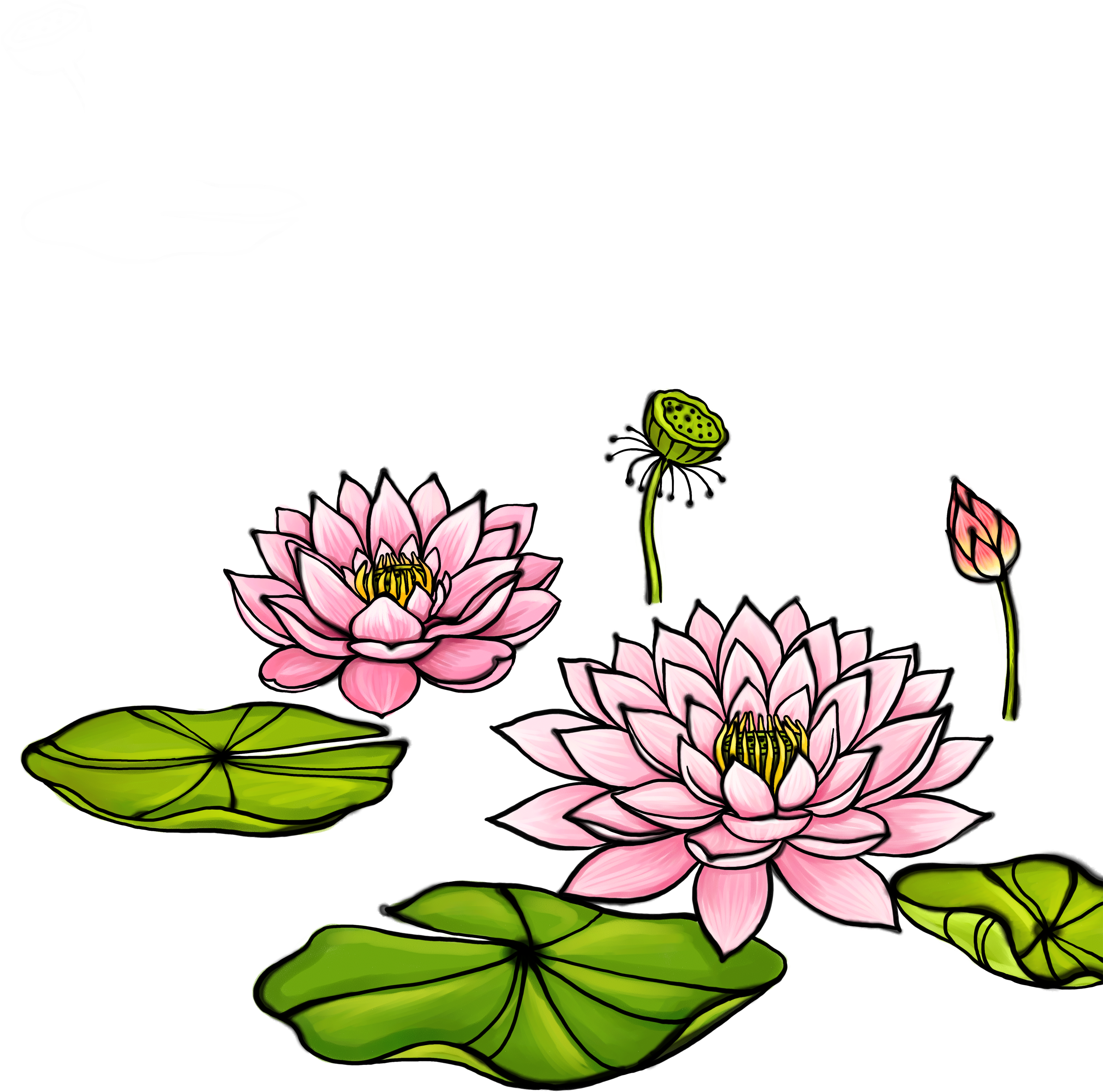 Clipart Transparent Library Watercolor Painting Illustration - 荷花 卡通 (4000x3600), Png Download