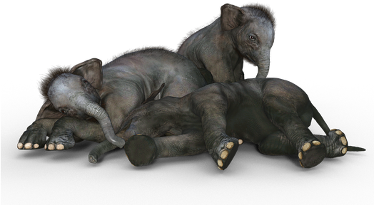 Elephant Baby Elephant African Bush Elepha - Home Sweet Home Elephants, Wildlife, Trucker Hat, Adult (523x340), Png Download