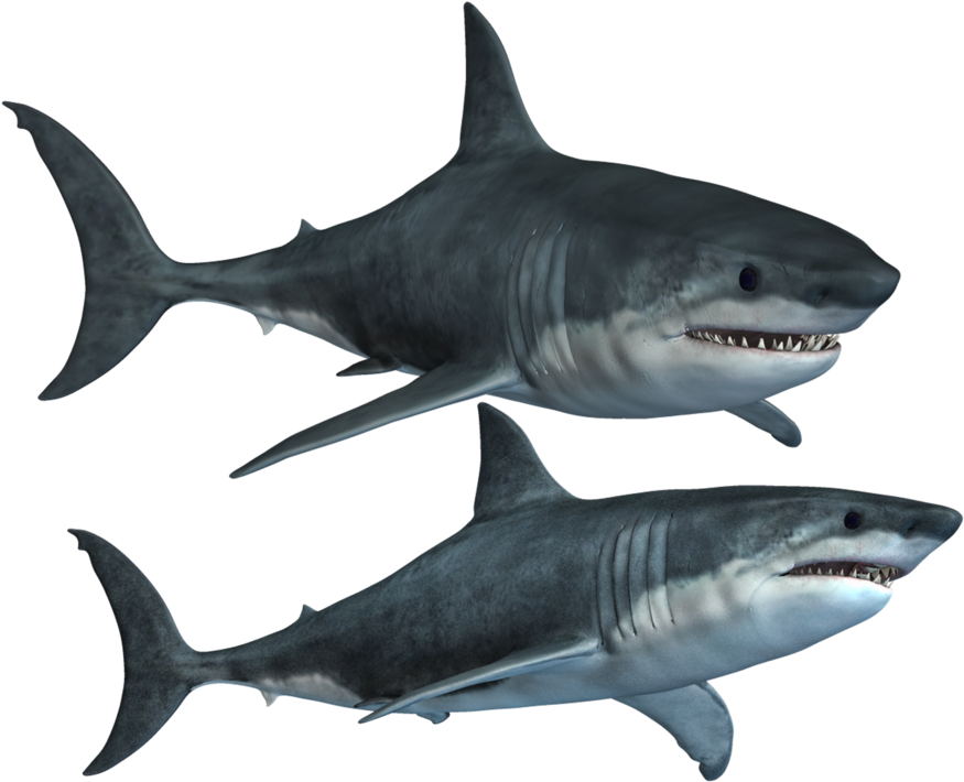 Download Shark Mouth Png Akuly Png Full Size Png Image Pngkit