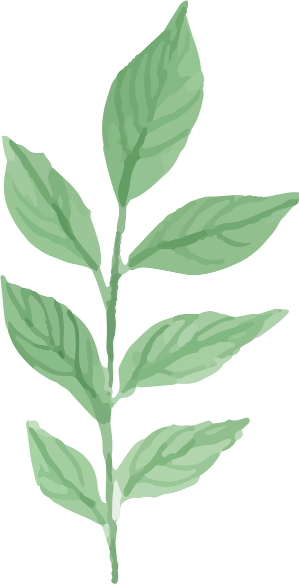 Watercolor Plant Png - Water Color Plants Png (782x1237), Png Download