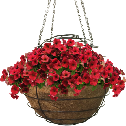 Hazzard's Seeds Petunia-spreading Easy Wave Velour (475x435), Png Download