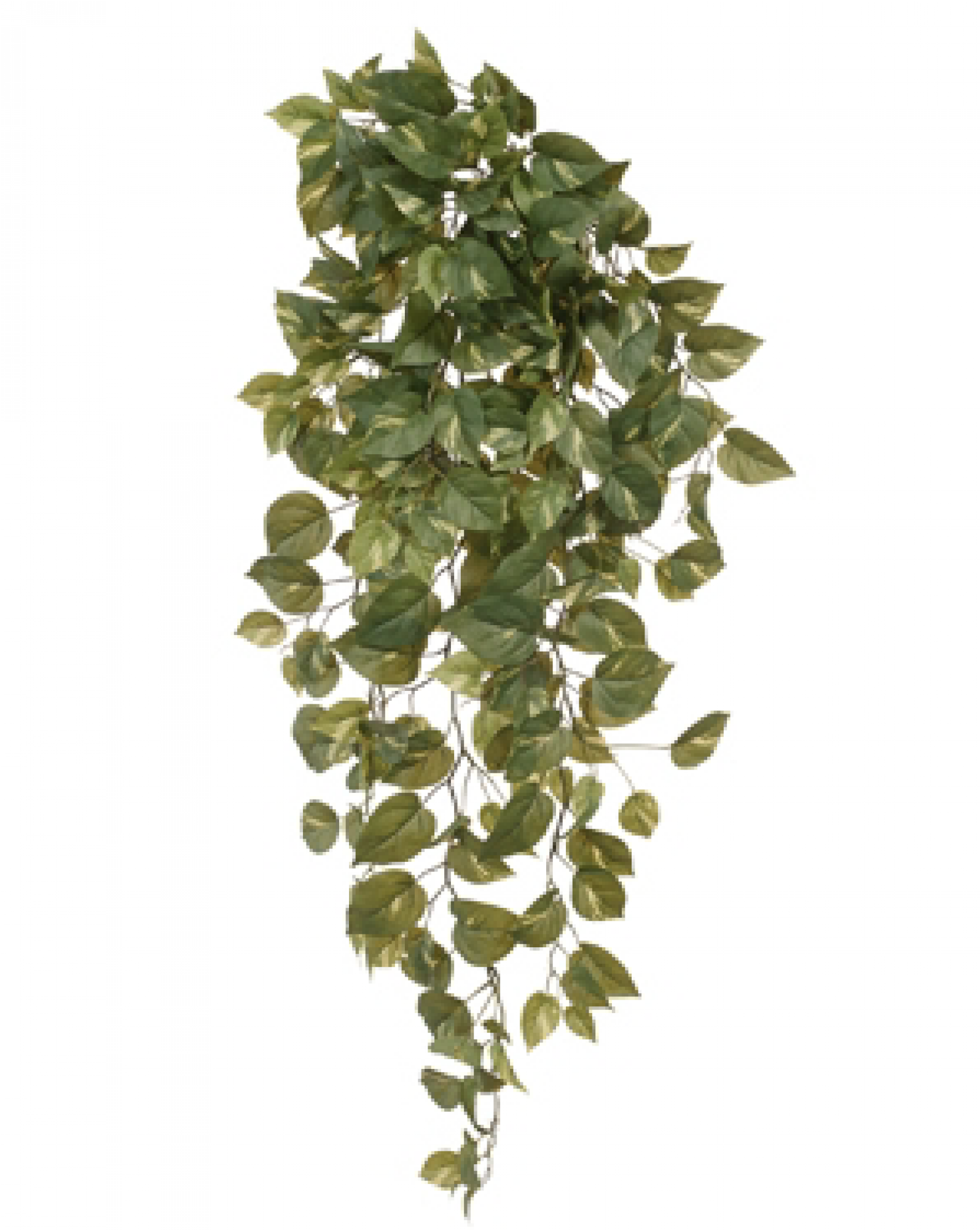 A Pothos Bush Will Boost Your Living Spaces Instantly - River Birch (2000x2000), Png Download