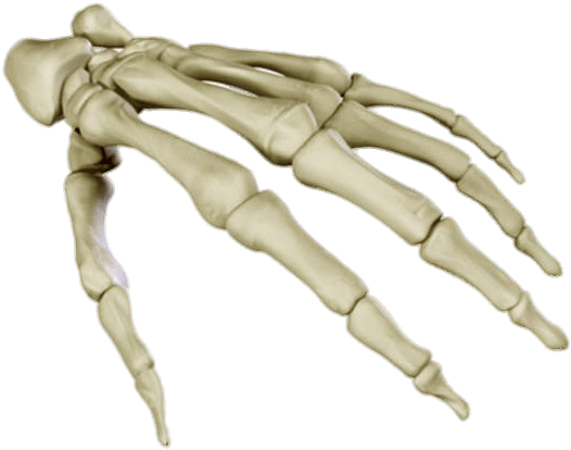 Bones Of The Hand - Skeleton Hand (676x500), Png Download
