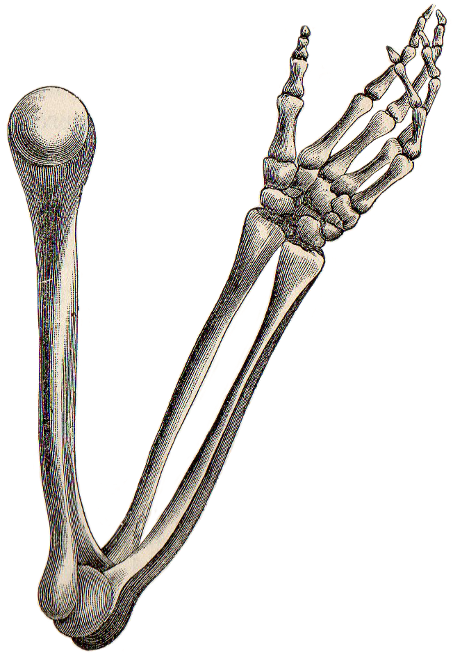 Download Pictures Of A Skeleton Arm Bone Drawing Full Size PNG