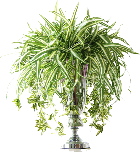 Artificial Spider Plant Flower For Indoor And Outdoor - Tomillopng (500x500), Png Download