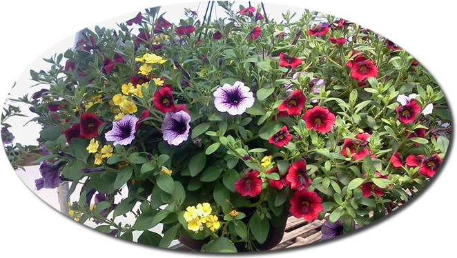 Previous Next - Common Zinnia (700x375), Png Download