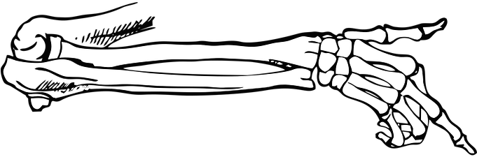 Download Bones Skeleton Point Body Vector Skeleton Hand No Background Full Size Png Image Pngkit